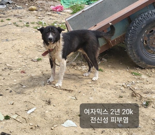 충북 옥천군 유기동물 입양 안내: 옥천동물병원