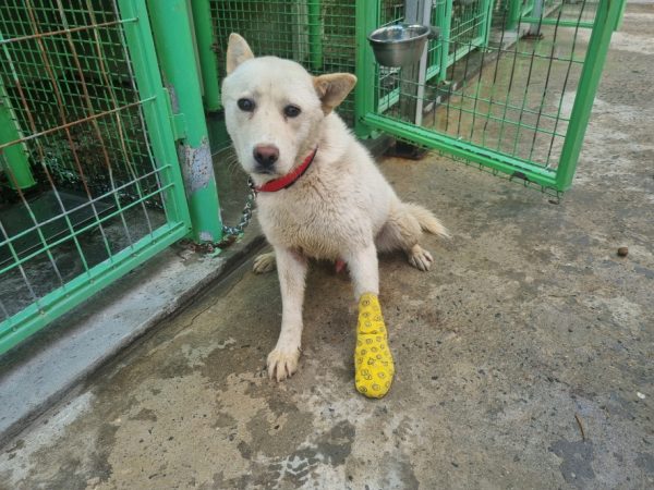 양산 반려동물 입양: 갈색 강아지 새 가족 맞이하기