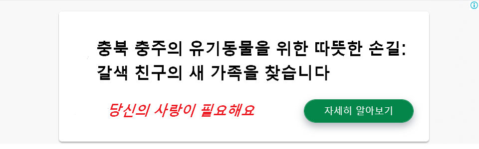 충북 충주의 유기동물을 위한 따뜻한 손길: 갈색 친구의 새 가족을 찾습니다