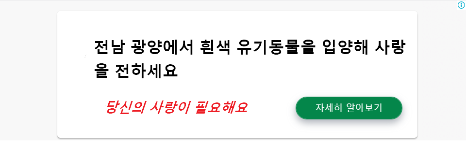 전남 광양에서 흰색 유기동물을 입양해 사랑을 전하세요