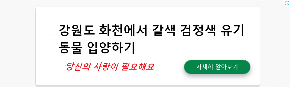 강원도 화천에서 갈색 검정색 유기동물