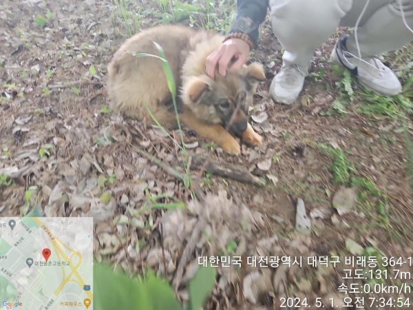 대전 대덕구 반려동물 입양: 검황색 강아지 가족 맞이하기