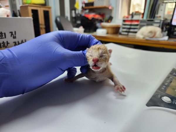 광주 남구에서 흰색과 노란색의 멋진 반려견 입양하세요: 2024년 최신 정보