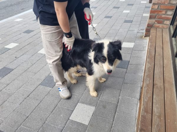 전주 반려동물 입양 2024 흰검정색 강아지 가족 맞이하기