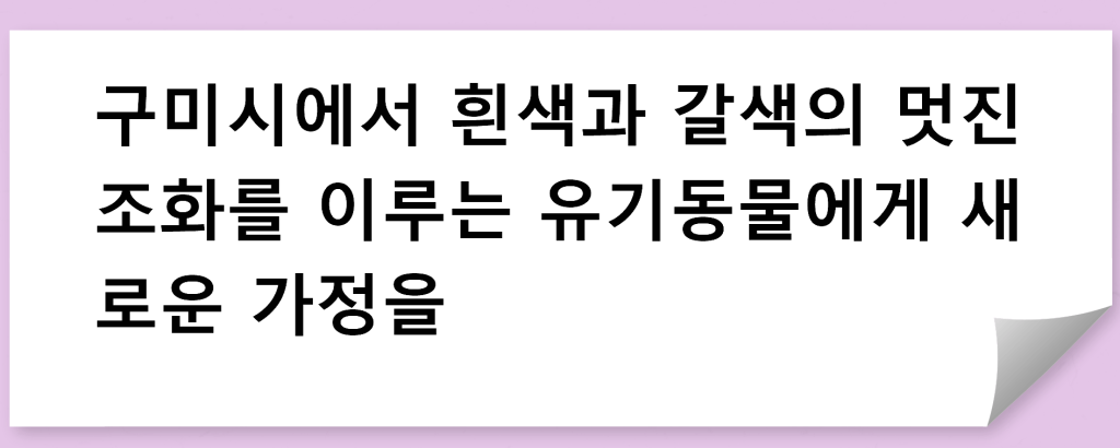 구미시에서 흰색과 갈색의 멋진 조화를 이루는 유기동물에게 새로운 가정을