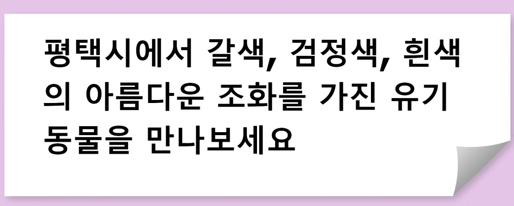 평택시에서 갈색, 검정색, 흰색의 아름다운 조화를 가진 유기동물을 만나보세요