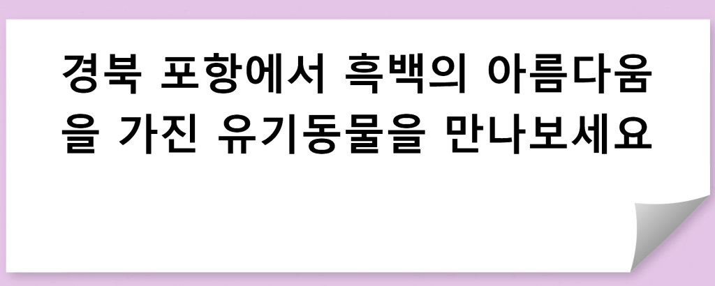 경북 포항에서 흑백의 아름다움을 가진 유기동물을 만나보세요